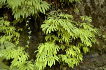 A16