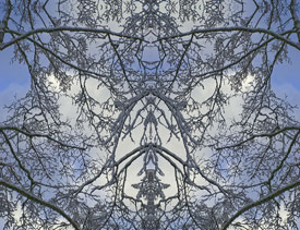 Lobo Lace